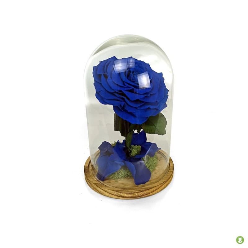 Rosa Eterna king en Cúpula de cristal azul oscuro