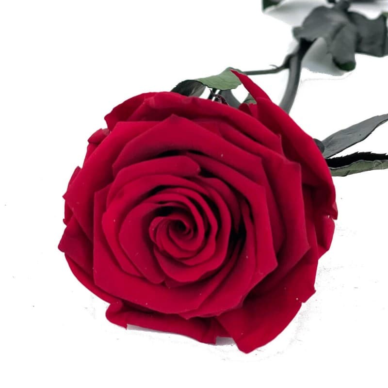 Rosa eterna Roja 35cm Mundo Eterno