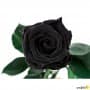 Rosa Eterna Negra 55cm