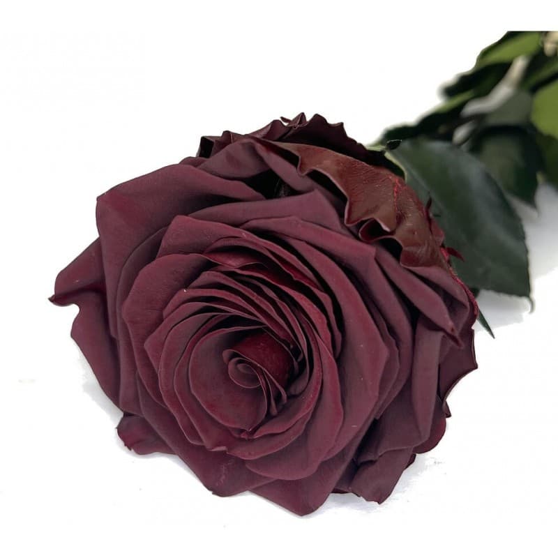 Rosa Eterna Negra 35cm